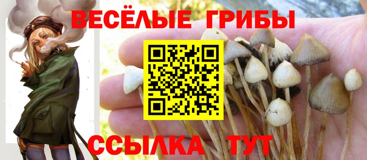 Галлюциногенные грибы Cubensis  Вход с VPN  Кольчугино 